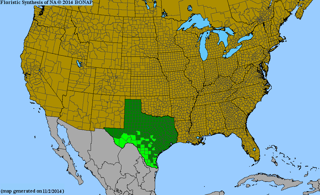 County distribution map of Guaiacum angustifolium - Texas Lignumvitae